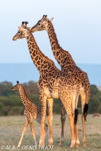 girafe Masai / Masai giraffe