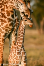 girafe Masai / Masai giraffe