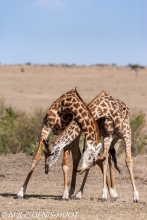 girafe Masai / Masai giraffe