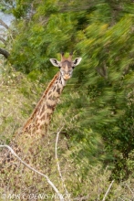 girafe Masai / Masai giraffe