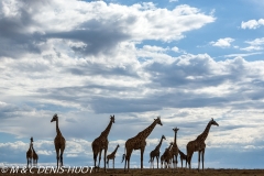 girafe Masai / Masai giraffe