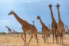 girafe Masai / Masai giraffe