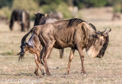 Gnou / Wildebeest