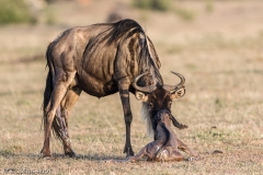 Gnou / Wildebeest