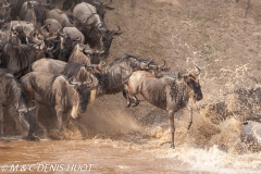 Migration des gnous / Wildebeest migration