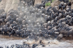 Migration des gnous / Wildebeest migration