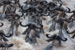 Migration des gnous / Wildebeest migration