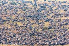 Wildebeest migration