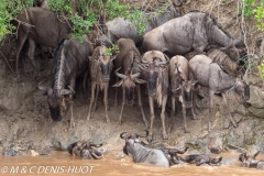 Migration des gnous / Wildebeest migration