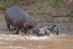 Wildebeest and hippopotamus