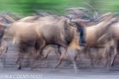 Wildebeest migration