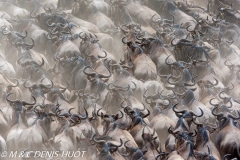 Wildebeest migration