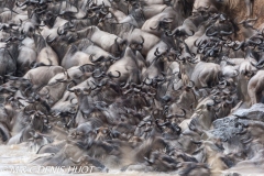 Migration des gnous / Wildebeest migration