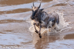 Migration des gnous / Wildebeest migration