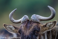 Gnou / Wildebeest