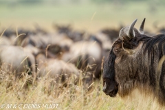 Gnou / Wildebeest