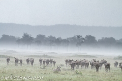 Migration des gnous / Wildebeest migration