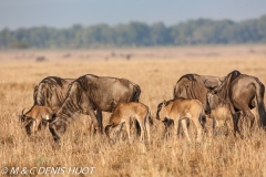 Gnou / Wildebeest