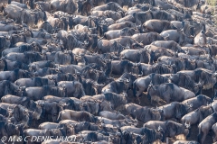 Wildebeest migration