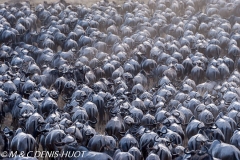 Wildebeest migration