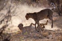 Cheetah male