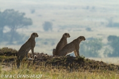 guepard / cheetah