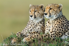 guepard / cheetah