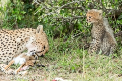 guepard / cheetah