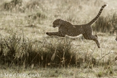 guepard / cheetah