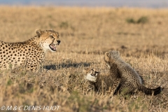 guepard / cheetah