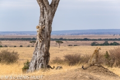 guepard / cheetah