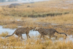 guepard / cheetah