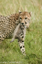 guepard / cheetah