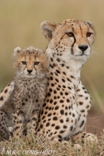 guepard / cheetah