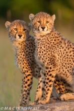 guepard / cheetah