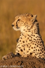 guepard / cheetah