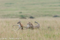 guepard / cheetah