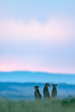 Guepard mâle, trois frères, Acinonyx Jubatus, Masai-Mara, Kenya