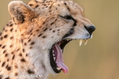 guepard / cheetah