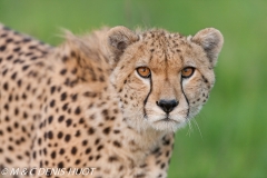 guepard / cheetah