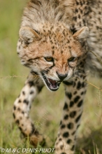 guepard / cheetah