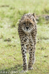 guepard / cheetah