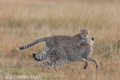 guepard / cheetah