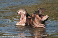 hippopotame