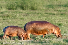 hippopotame