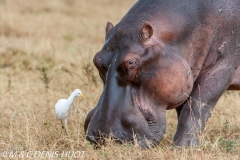 hippopotame