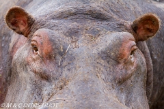 hippopotame