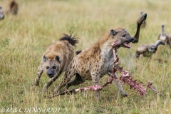 hyène tachetée / spotted hyena