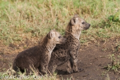 hyène tachetée / spotted hyena