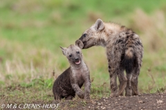 hyène tachetée / spotted hyena